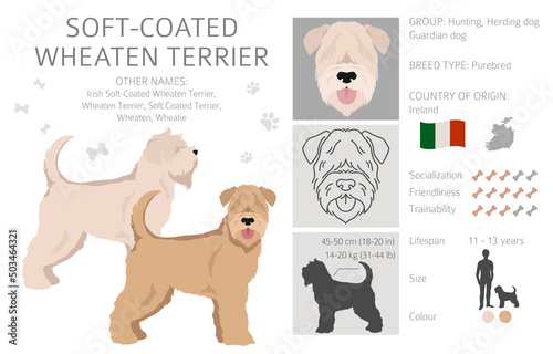 Soft coated Wheaten Terrier clipart. Different poses, coat colors set photo