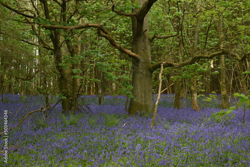 Fototapeta Naklejka Na Ścianę i Meble -  a forest filled with bluebells on Walton hill in Stourbridge