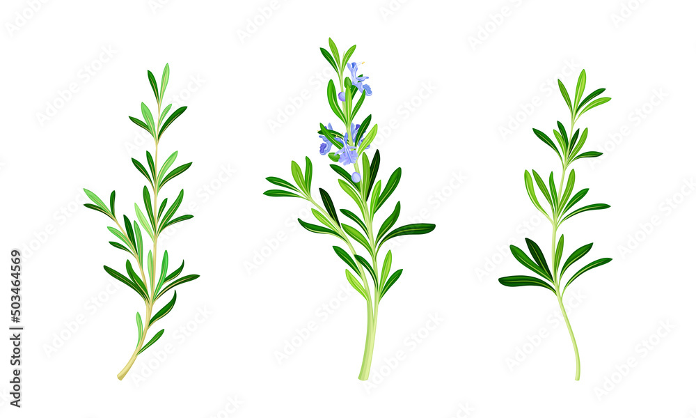 Rosemary plant twigs set. Fragrant spice herb vector illustration