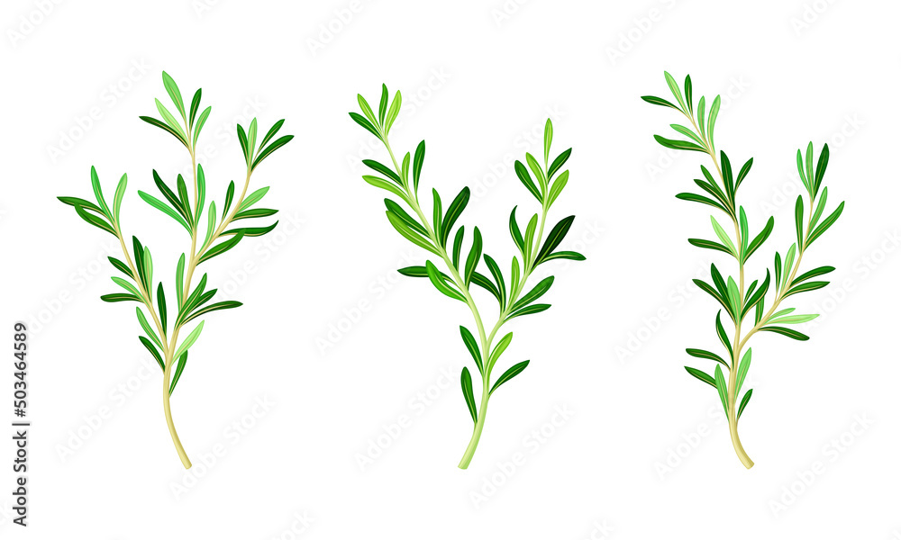 Obraz premium Rosemary plant twigs set. Fragrant spice herb branches vector illustration
