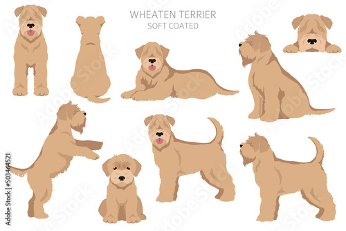 Soft coated Wheaten Terrier clipart. Different poses, coat colors set