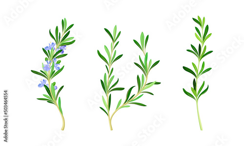 Rosemary flowering plants set. Fragrant spice herb vector illustration