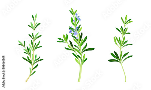 Rosemary plant twigs set. Fragrant spice herb vector illustration