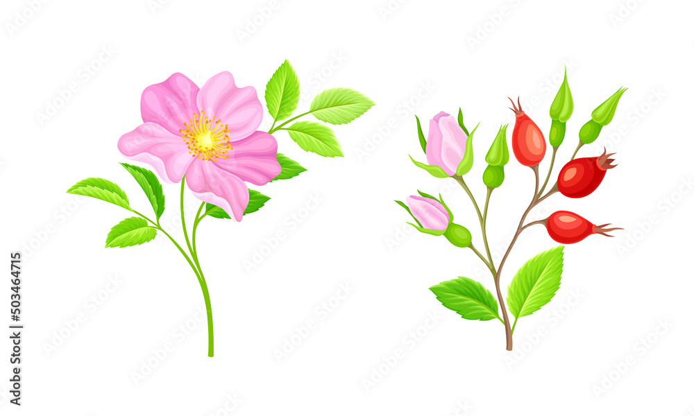 Rose hip pink flowers and red berries set. Blooming wild rose twigs vector illustration