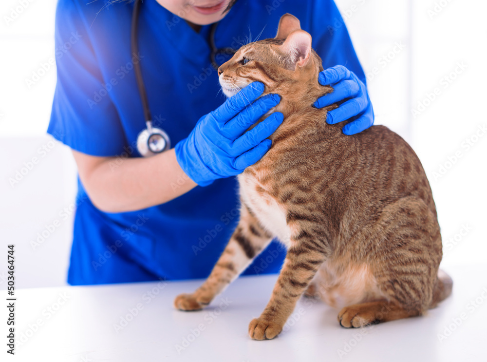 Veterinarian examining cute cat in clinic Veterinarian examining cute cat in clinic