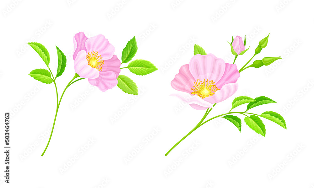 Twigs of rose hip plant set. Delicate pink flowers and green leaves set vector illustration