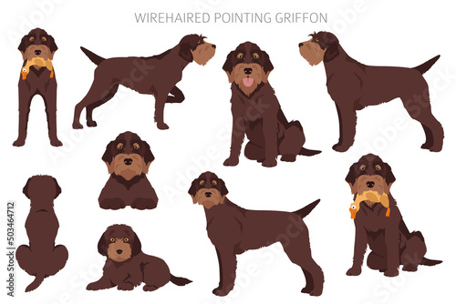 Wirehaired Pointing Griffon clipart. Different poses, coat colors set