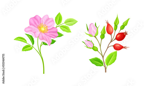 Rose hip pink flowers and red berries set. Blooming wild rose twigs vector illustration