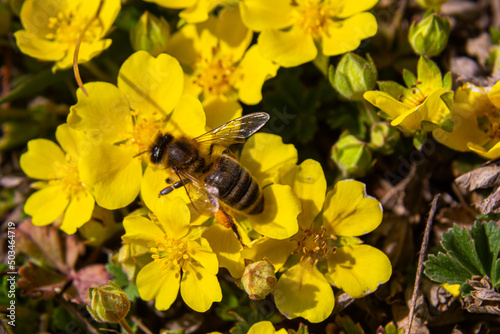 Macro of a bee, bombus, on a potentilla fruticosa blossom with blurred bokeh background pesticide free environmental protection save the bees biodiversity concept