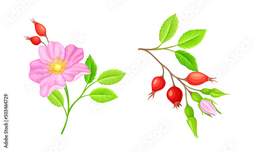 Blooming rose hip pink flowers and red berries set vector illustration