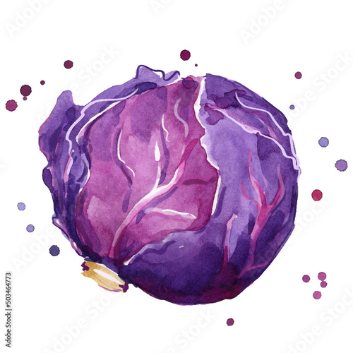Fresh red cabbage watercolor painting hand painted