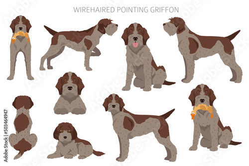 Wirehaired Pointing Griffon clipart. Different poses, coat colors set