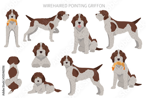 Wirehaired Pointing Griffon clipart. Different poses, coat colors set