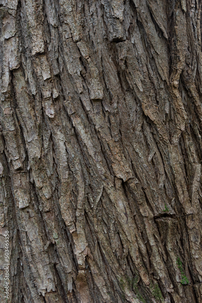 close up of the old bark texture pattern in the forest Vintage background close up of the old bark texture pattern in the forest Vintage background