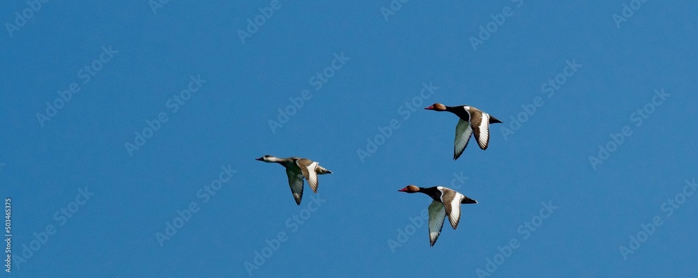 3 beautiful flying red crested pochard ducks in france near Lyon. 3 beautiful flying red crested pochard ducks in france near Lyon.