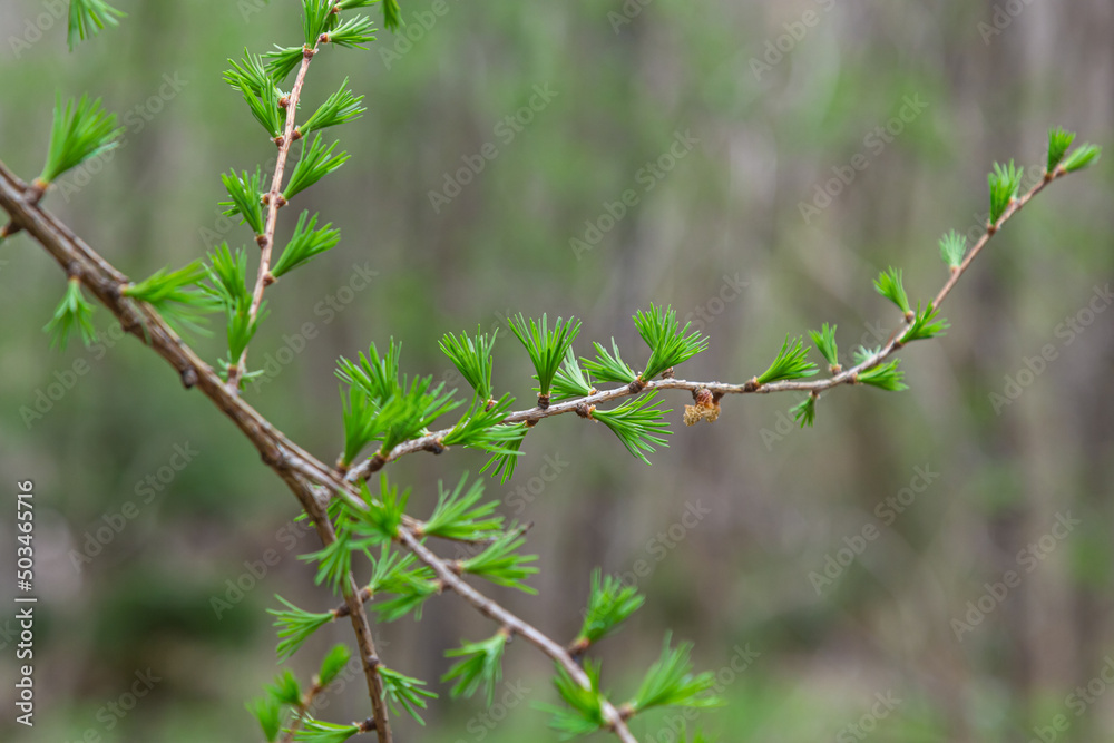 A young branch of a flowering larch on a Sunny spring day A young branch of a flowering larch on a Sunny spring day