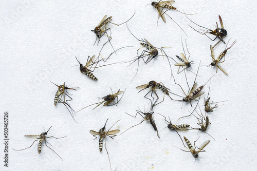 A large number of dead mosquitoes on a white background.