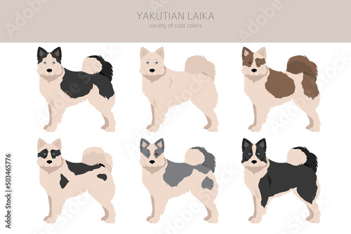 Yakutian Laika  clipart. Different poses, coat colors set