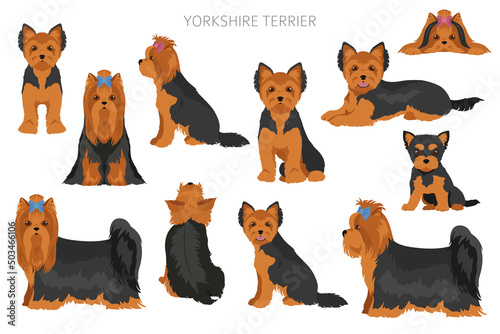 Yorkshire Terrier clipart. Different poses, coat colors set photo