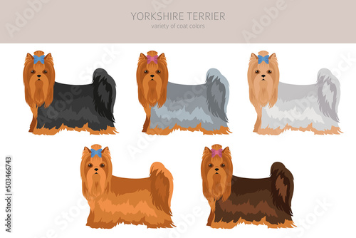 Yorkshire Terrier clipart. Different poses, coat colors set