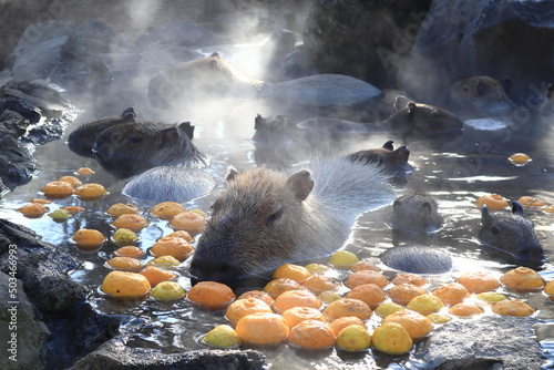 温泉に入るカピバラ