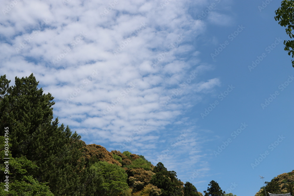 青空と木々