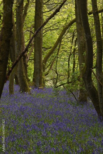 a forest filled with bluebells on Walton hill in Stourbridge