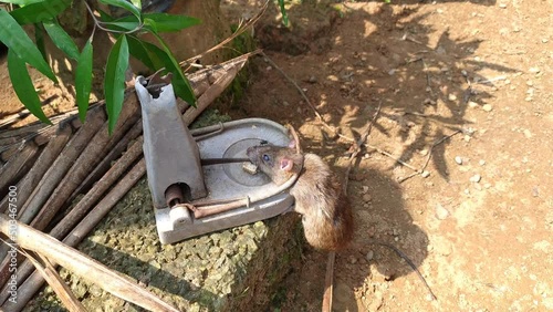 Selective focus to dead rat caught in a mousetrap at village agricultural farm land or field under bright sunlight with shadow of farmer looking and going away. mice or rat  in a trap Close up view. photo