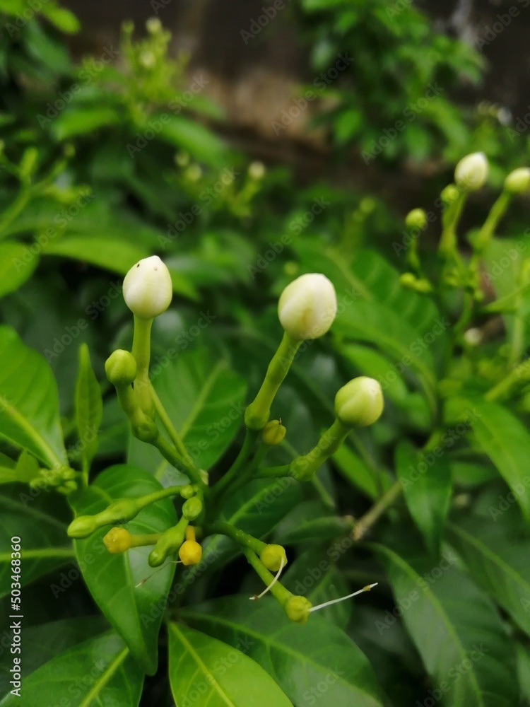 green and yellow flowers with white buds beautiful nature love life green and yellow flowers with white buds beautiful nature love life