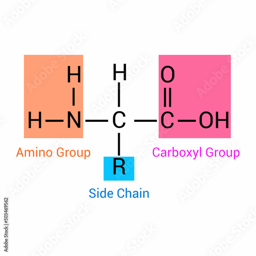the general structure of an amino acid photo