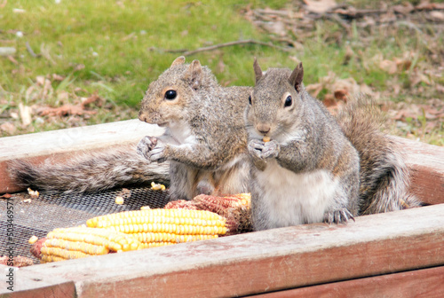 Got Corn?