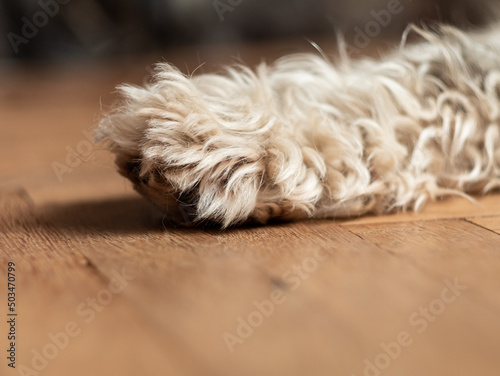 Dog's paw with claws on wooden floor selective focus. The hind leg with nails. Pets grooming, treatments against flea insects, thick coat care. Dog resting sleeping at home. Fluffy white sheepdog foot