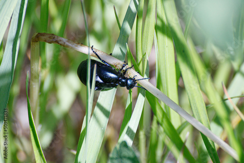 草原の甲虫たち photo