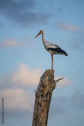 White stork (Ciconia ciconia) perched on a withered tree. At sunset, the sky is pink and white clouds