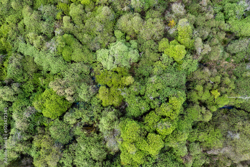 arbre vert feuille feuillage drone vue aérienne forêt.