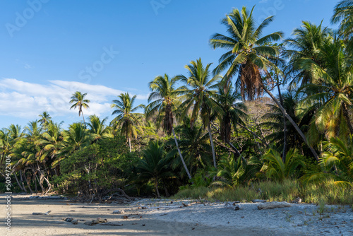 Beautiful empty beach with palm trees. Tropical exotic beach background with moring light