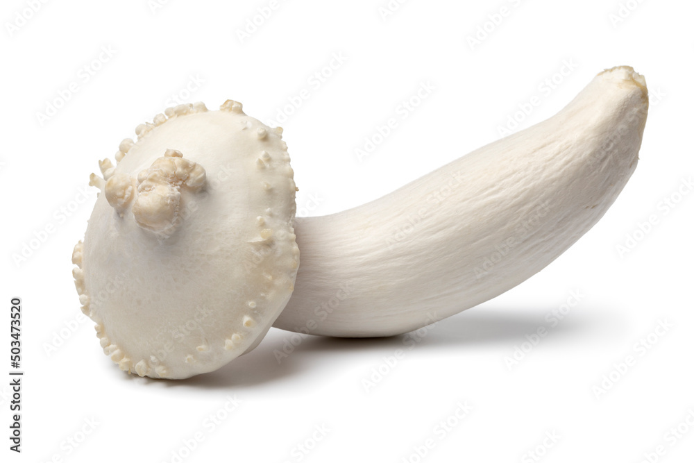 Single fresh deformed cultivated beech mushroom isolated on white background close up Single fresh deformed cultivated beech mushroom isolated on white background close up