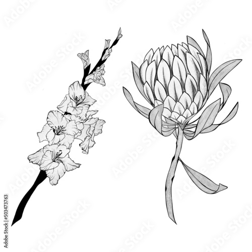 detailed sketch of a gladiolus flower and exotic protea flower. Hand-drawn. d...