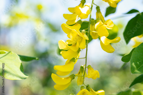 Laburnum anagyroides (syn. Cytisus laburnum), the common laburnum, golden chain or golden rain. It is native to Central and Southern Europe. photo