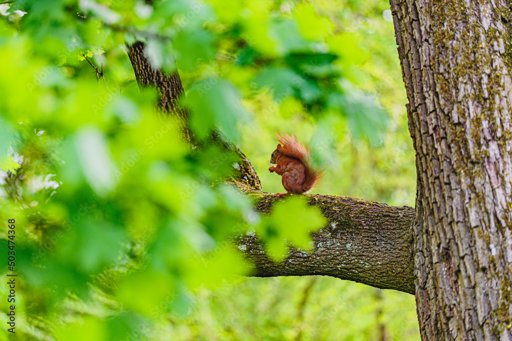 squirrel on a tree squirrel on a tree