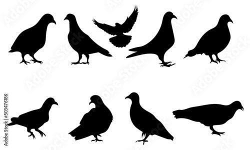 Pigeon silhouette isolated on white background  Vector illustration.
 photo