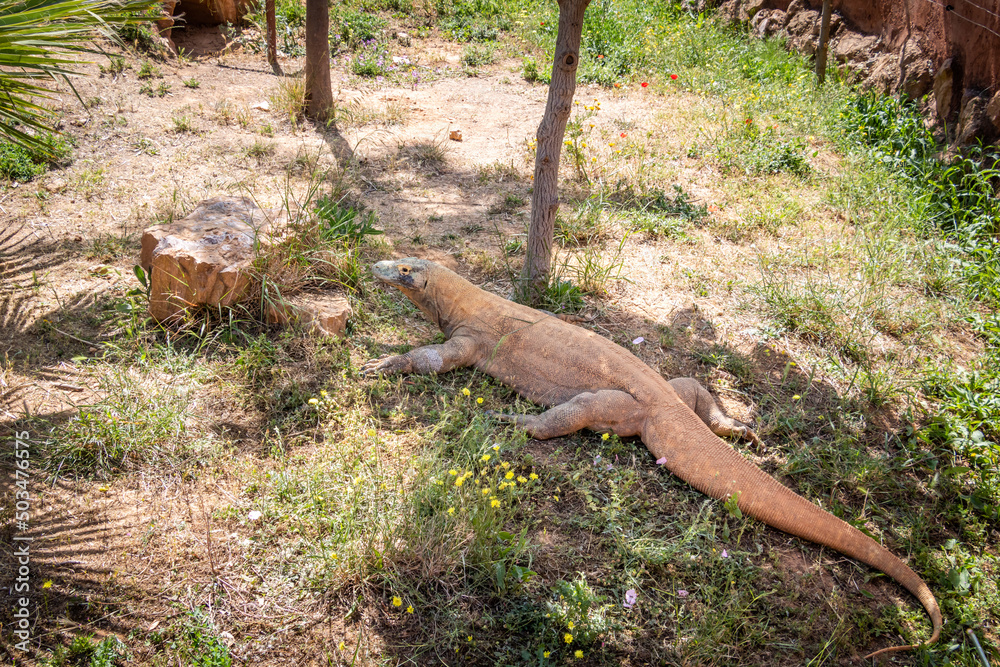 Komodo dragon in the wild