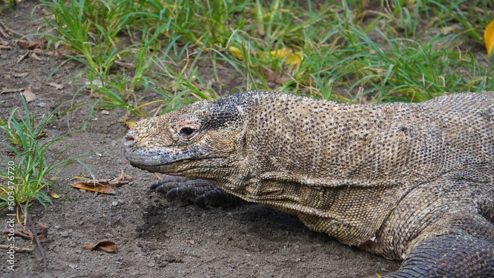 Portrait of Komodo dragon resting. Komodo is he largest living species of lizard.