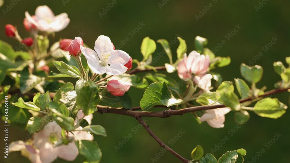 Apple blossom fruit tree flower growing blooming and blossoming against a green background. Beautiful apple tree flowers in spring Apple blossom fruit tree flower growing blooming and blossoming against a green background. Beautiful apple tree flowers in spring