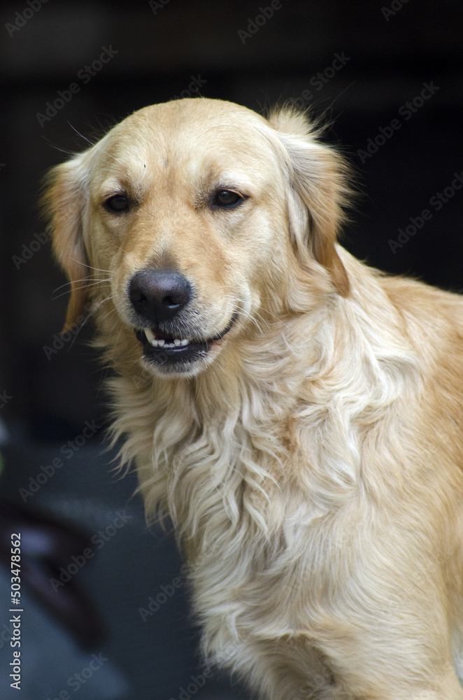 golden retriever portrait