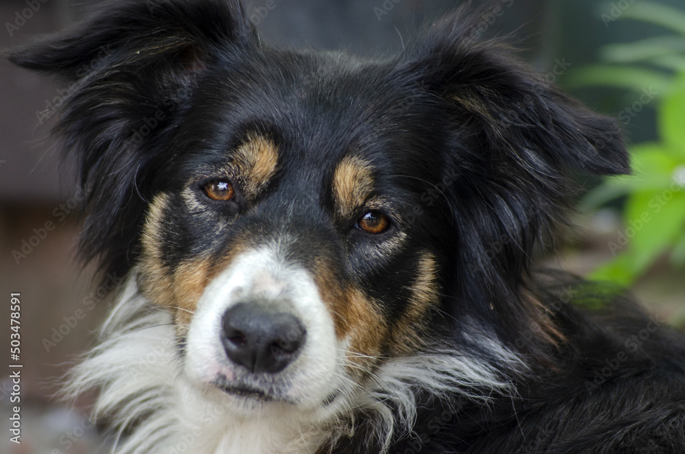portrait black and white and brown dog,  Border Collie close up