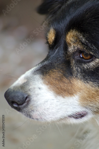 close up of a dog portrait of a Border Collie