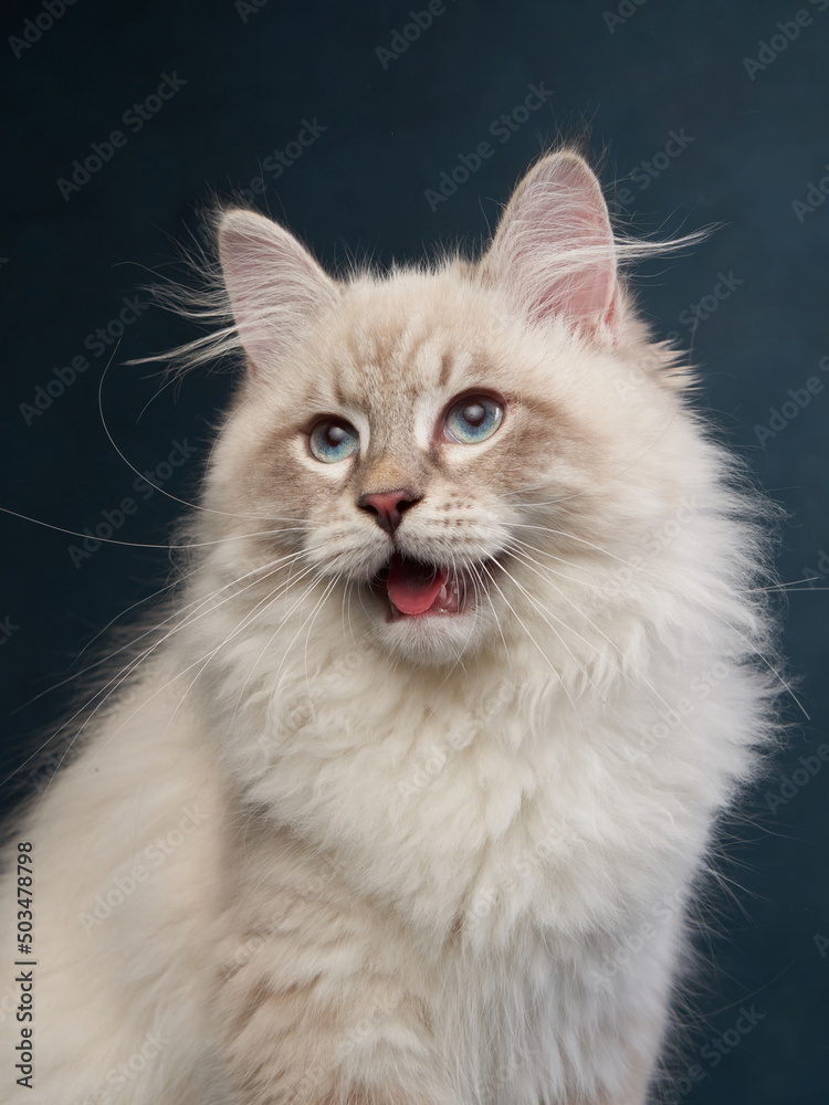 Siberian kitten on a blue background. Cat studio photo for advertising. Happy pet Siberian kitten on a blue background. Cat studio photo for advertising. Happy pet