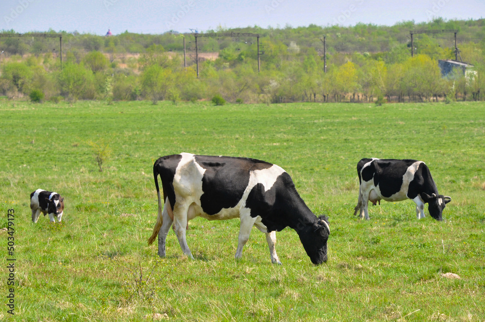 Black and white cows in a grassy field on a bright and sunny day