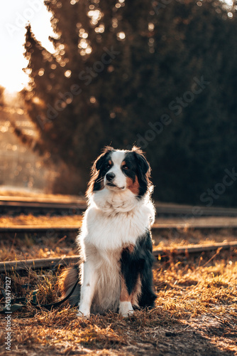 Sunset dog © Juliana